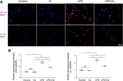 Potent anti-inflammatory responses: Role of hydrogen in IL-1α dominated early phase systemic inflammation